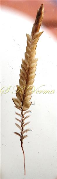  Spikelet - with persistent paleas at base and florets above